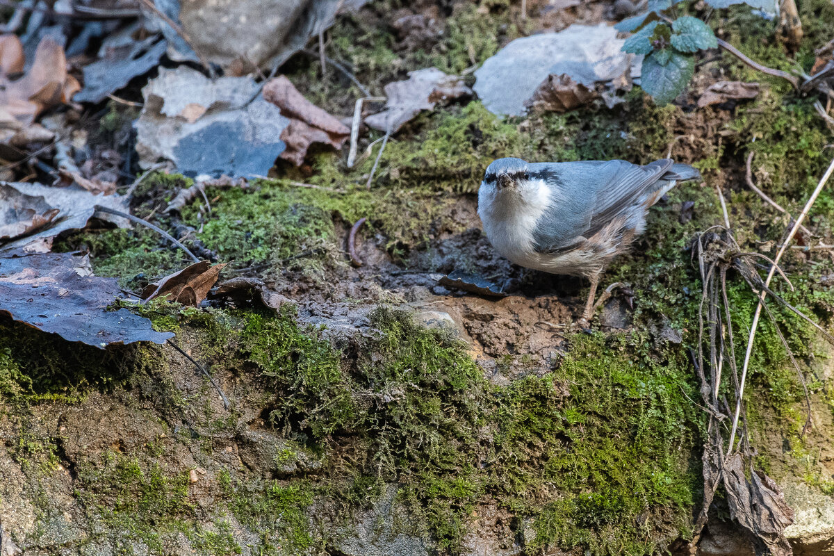 поползень... - Павел Катков поползень... - Павел Катков