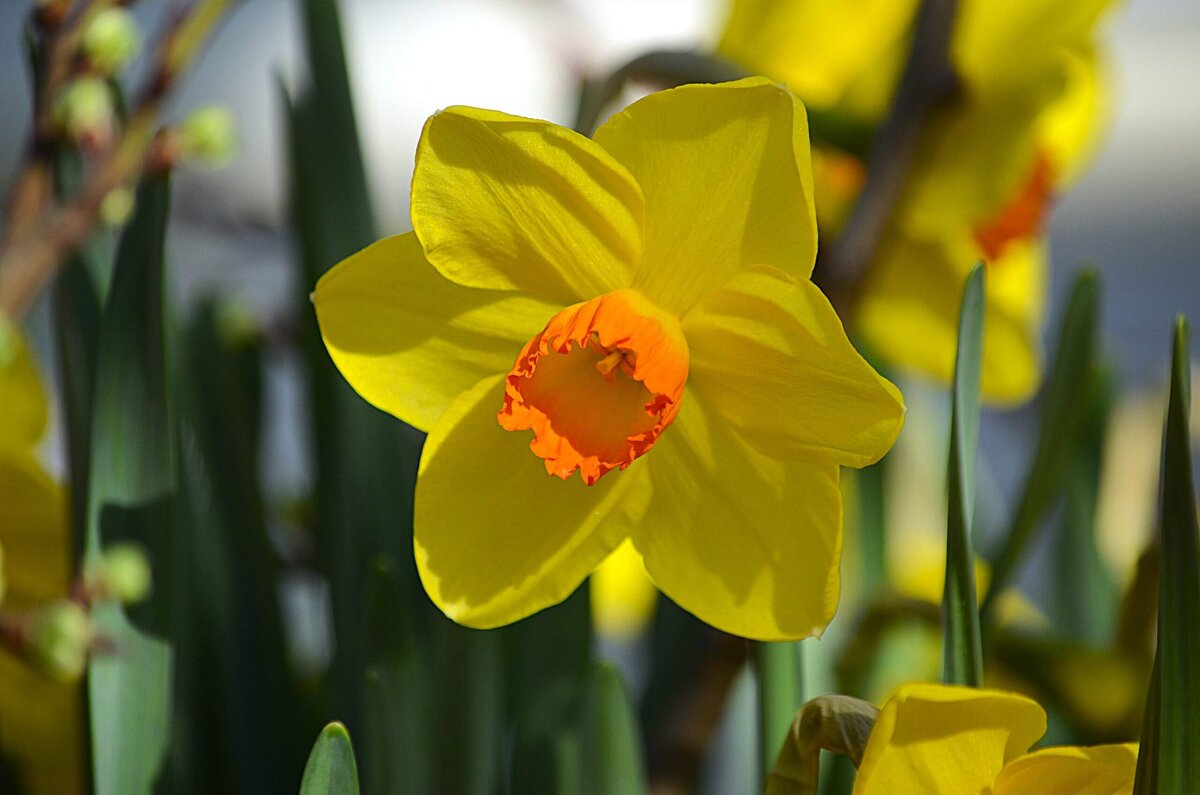Репетиция весны - Татьяна Тюменка Репетиция весны - Татьяна Тюменка