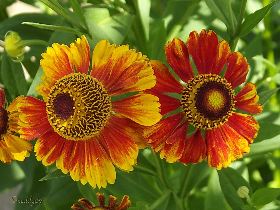 Гелениум - Freddy 97