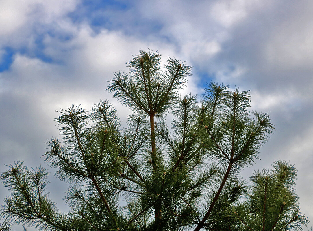 Ажурная вязка на фоне неба - Светлана Ажурная вязка на фоне неба - Светлана