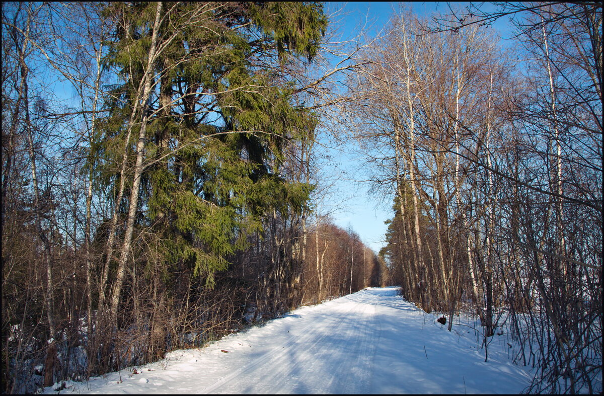 Лесная прогулка - lady v.ekaterina