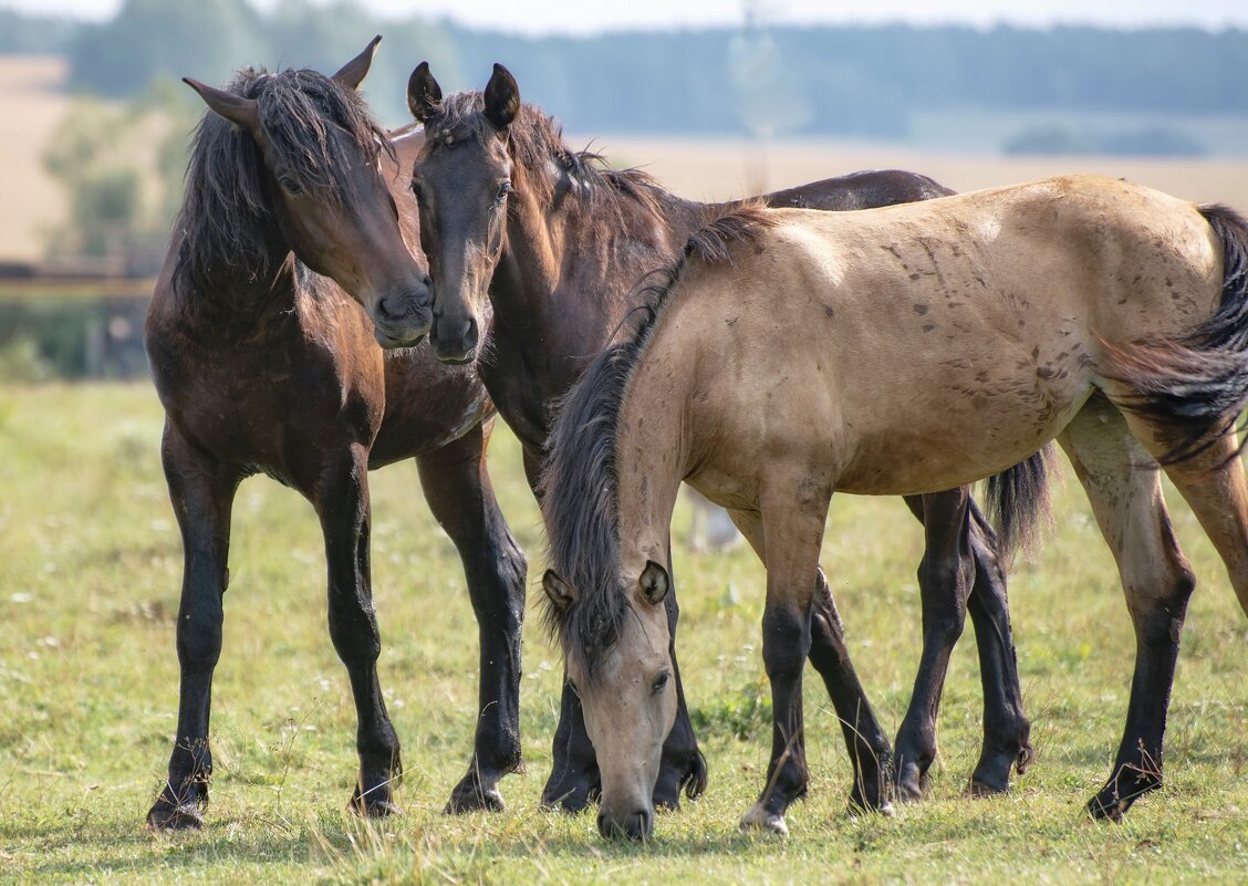 Летним днем - Марина Фомина. Летним днем - Марина Фомина.
