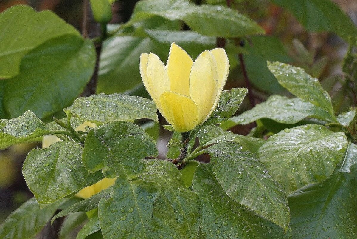 Магнолия - ZNatasha -