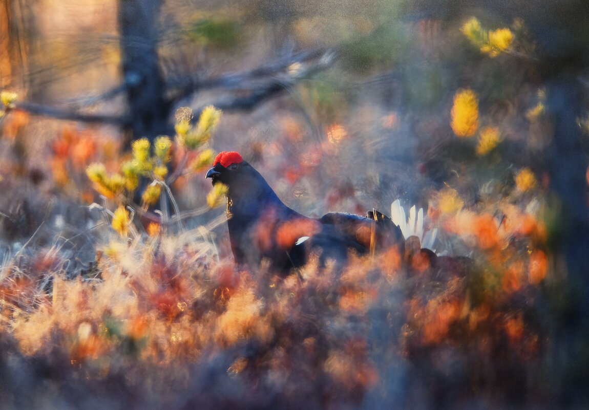 Антураж тетеревиного тока. - Люба Антураж тетеревиного тока. - Люба
