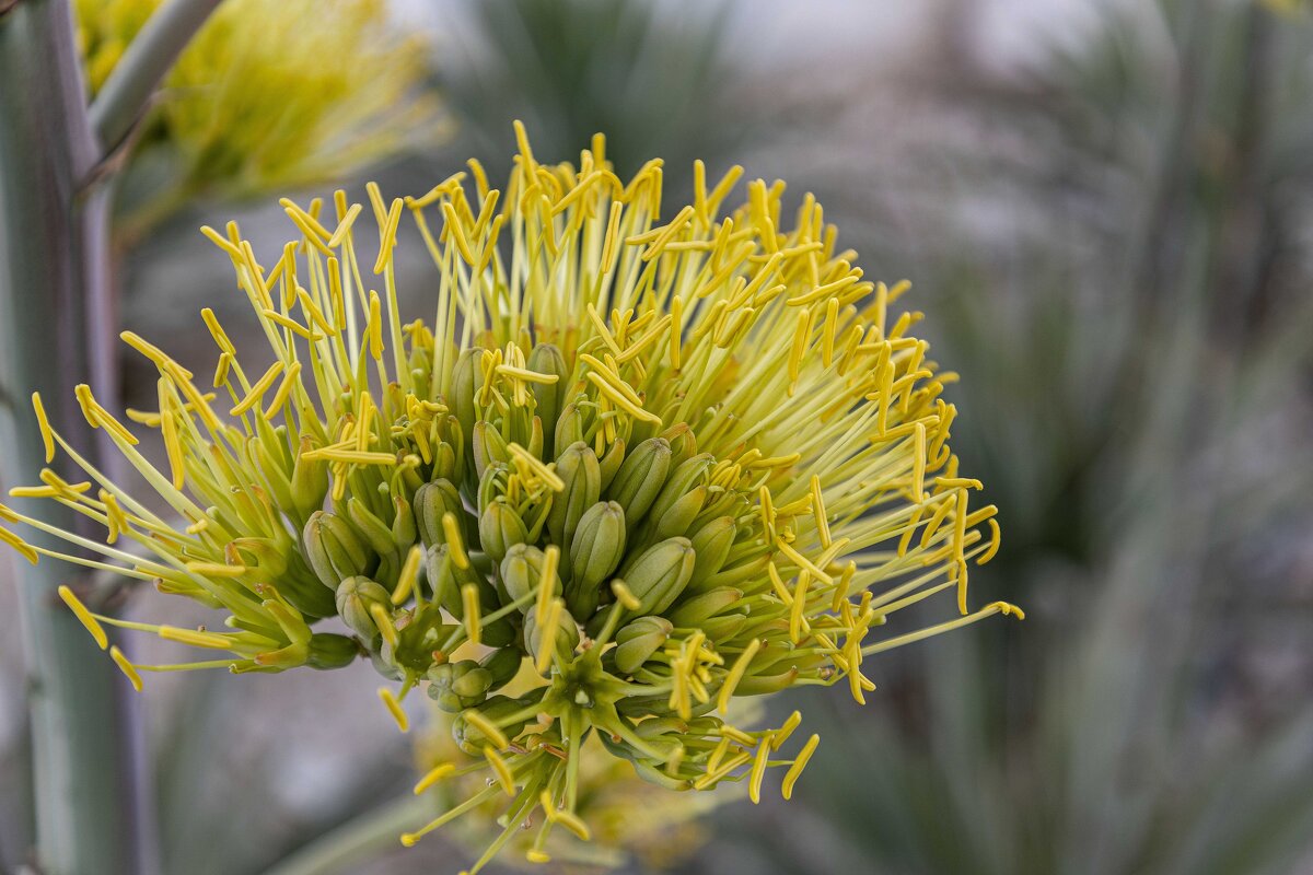 Цветочек - валерий 