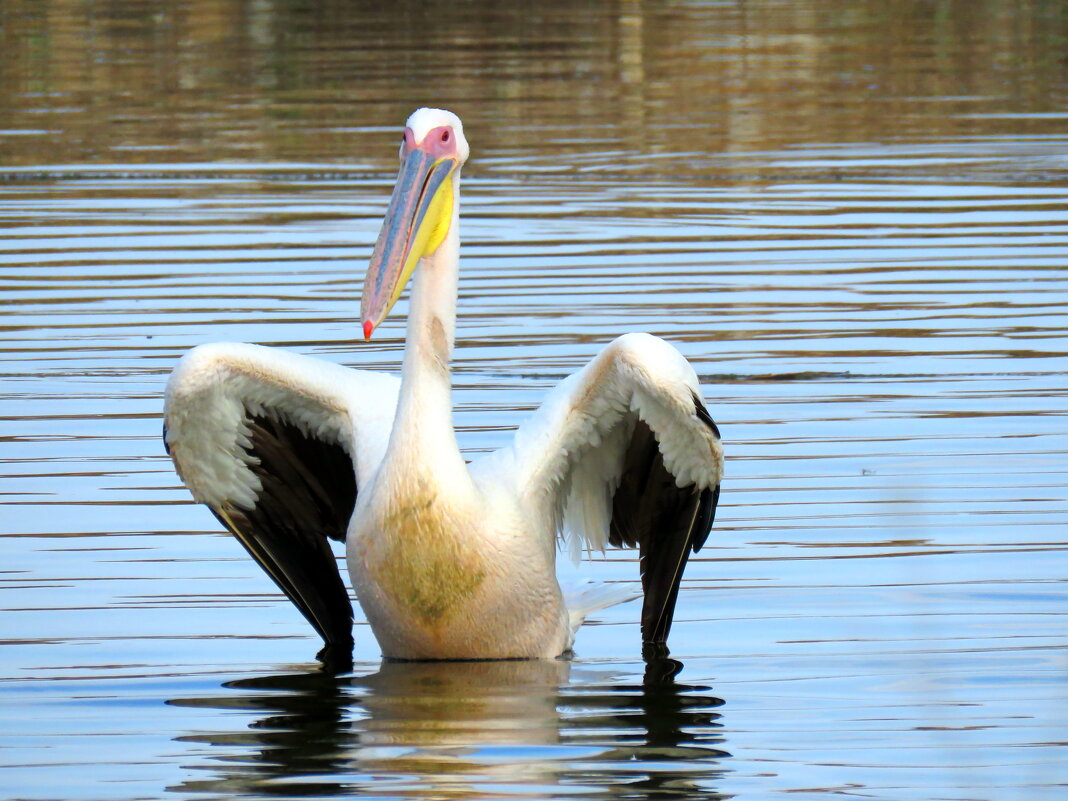 Пеликан на "цыпочках")) - Николай Волков