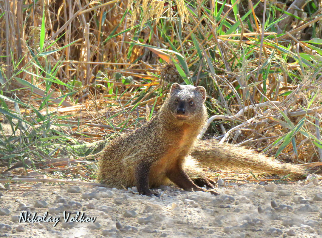 Мангуст - Николай Волков