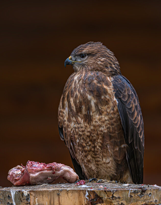 Новосибирский зоопарк имени Р.А. Шило - Михаил Измайлов