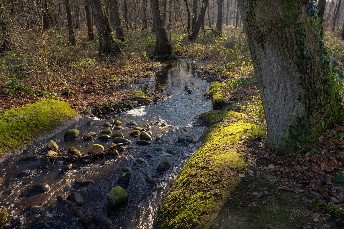 Лесной ручей... - Николай Гирш Лесной ручей... - Николай Гирш