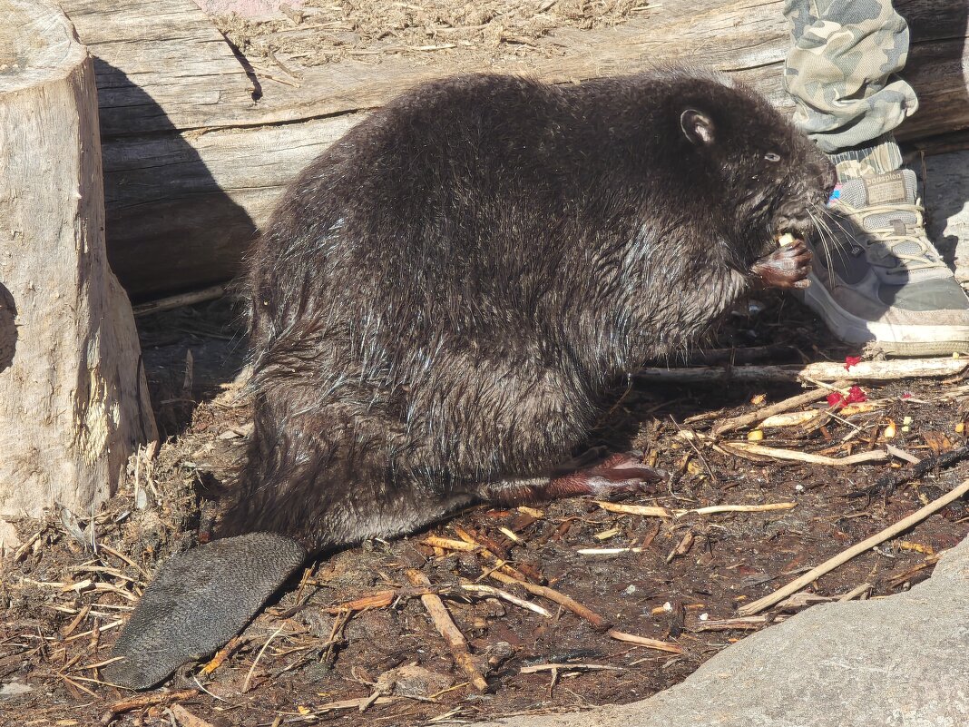 Бобр из Московского зоопарка - <<< Наташа >>> Бобр из Московского зоопарка - <<< Наташа >>>