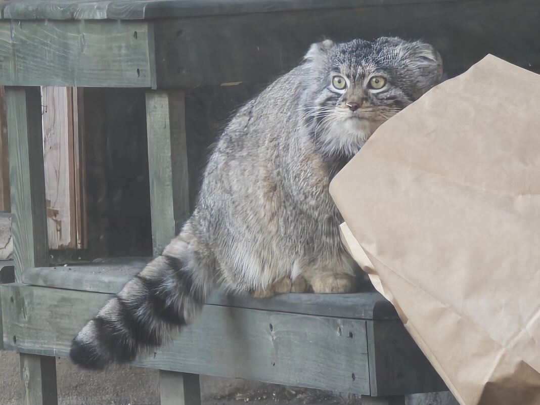 Манул Тимофей из Московского зоопарка - <<< Наташа >>>