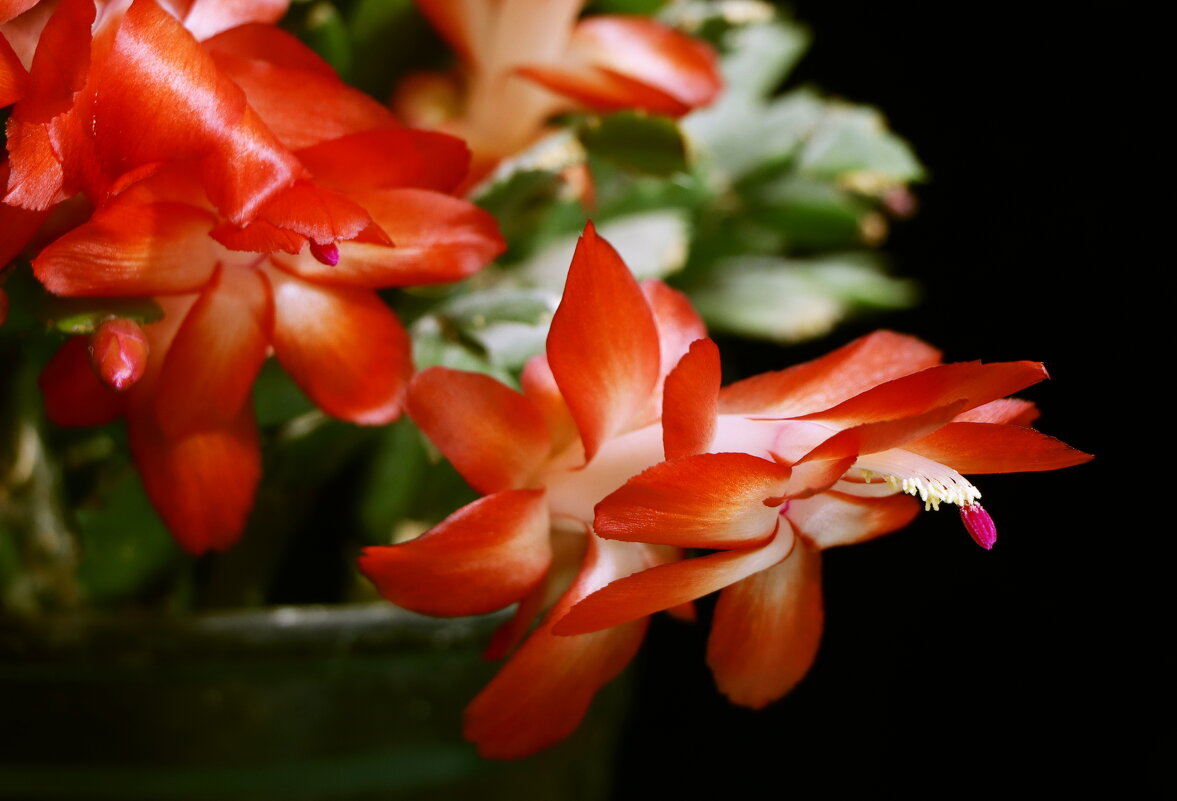 *** - Игорь Kуленко *** - Игорь Kуленко