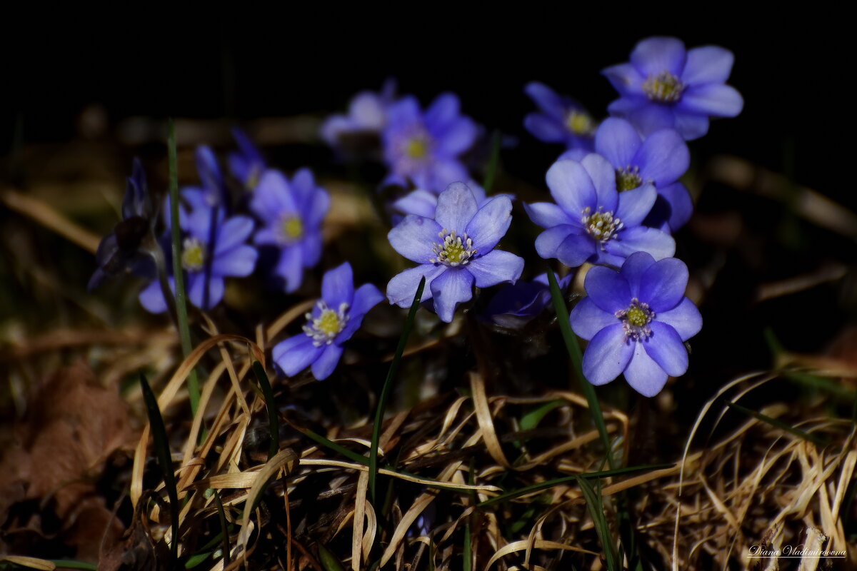 ВЕСНА. - DianaVladimirovna 