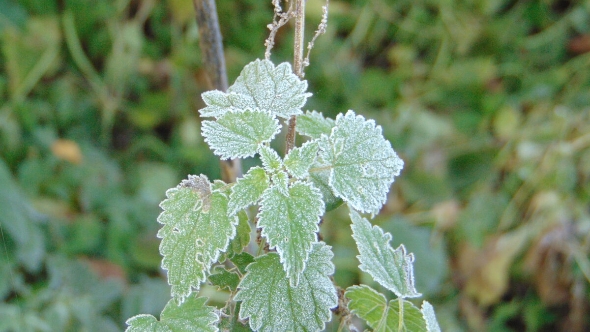 . - Сергей Асташонок