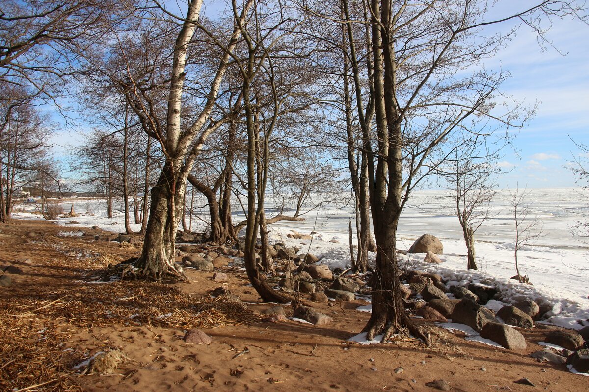 Зеленогорск. Март - Наталья Герасимова Зеленогорск. Март - Наталья Герасимова