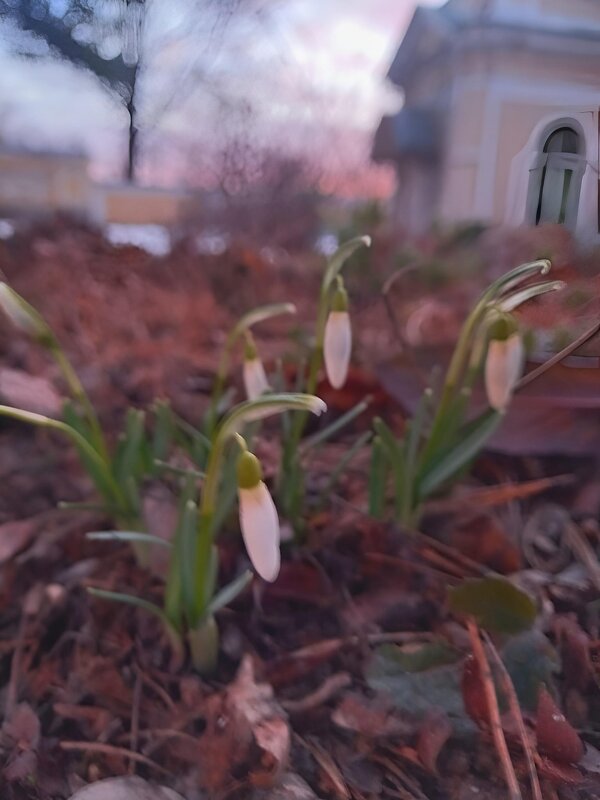 Подснежник на рассвете - Сапсан 