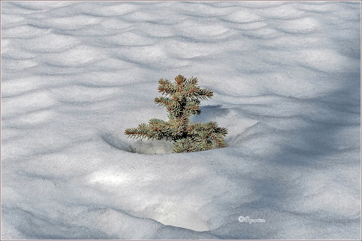 Под мартовским солнцем... - Aquarius - Сергей Под мартовским солнцем... - Aquarius - Сергей