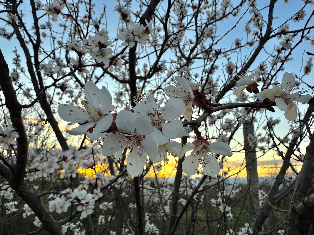 Абрикос в цвету - Валентина .