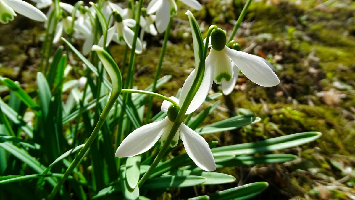 Подснежники на городской клумбе. - Милешкин Владимир Алексеевич 