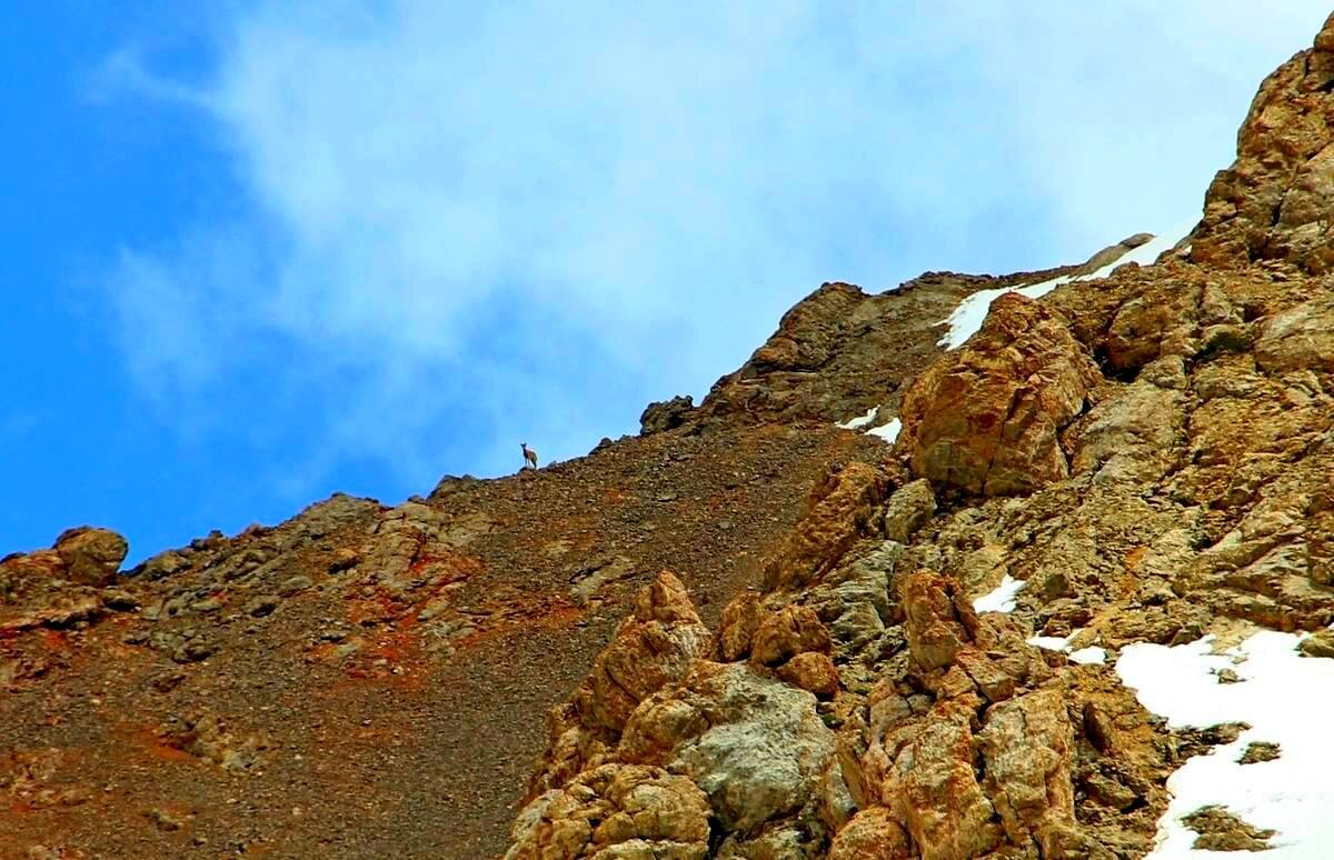 ГОРНАЯ ПРОГУЛКА, горный житель. - Виктор Осипчук ГОРНАЯ ПРОГУЛКА, горный житель. - Виктор Осипчук