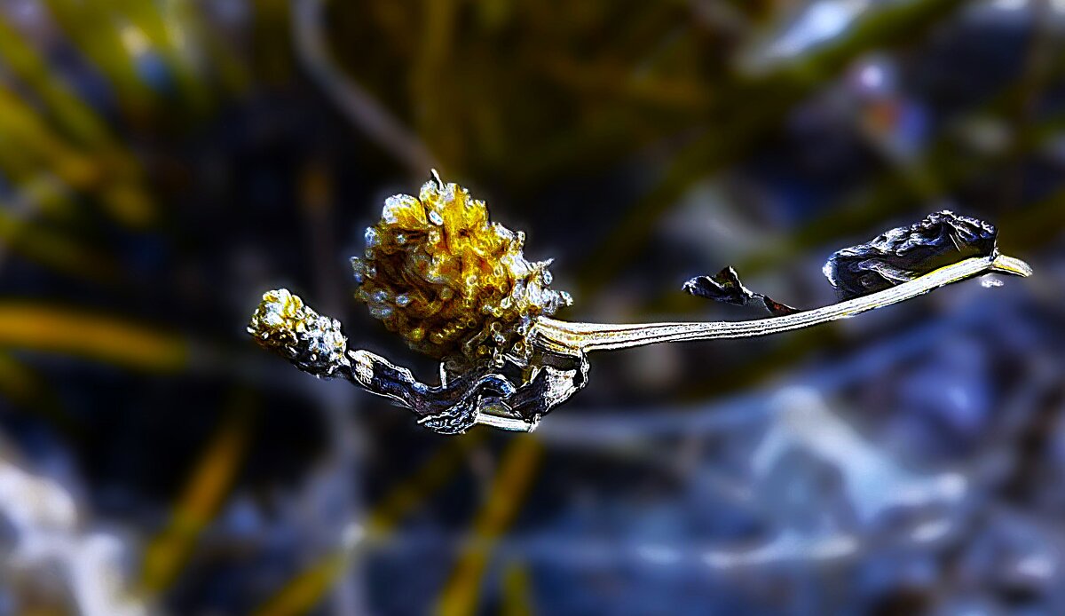 *** м а к р о *** - Olga Oskolkova *** м а к р о *** - Olga Oskolkova