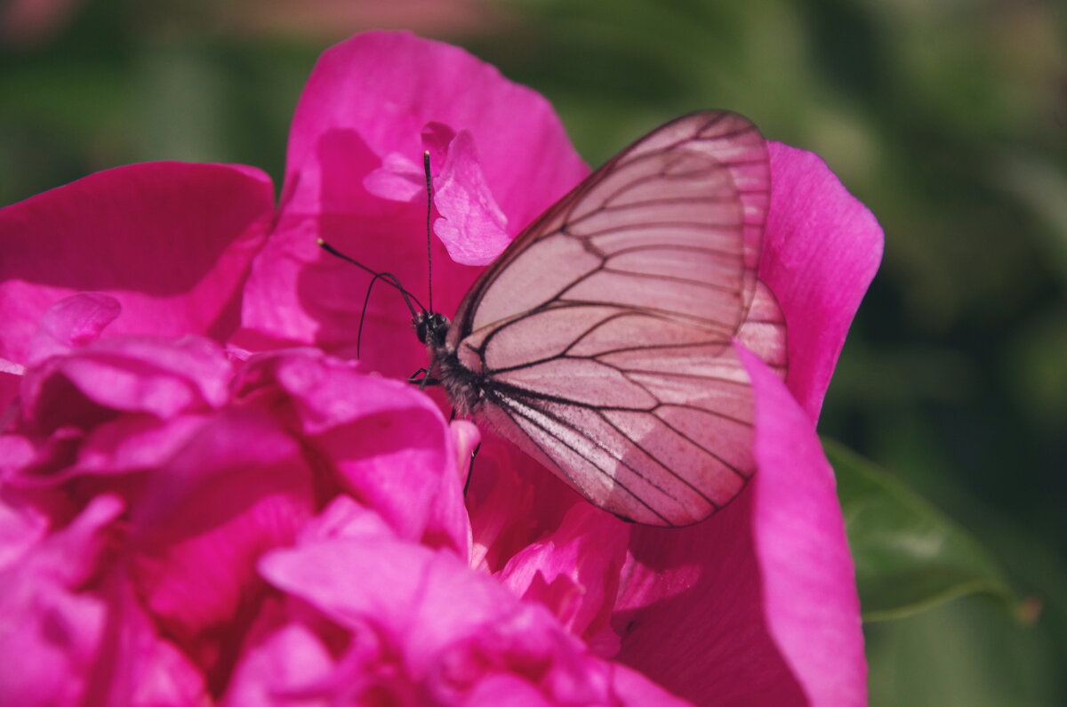 Бабочка на пионе - Сергей Швечков