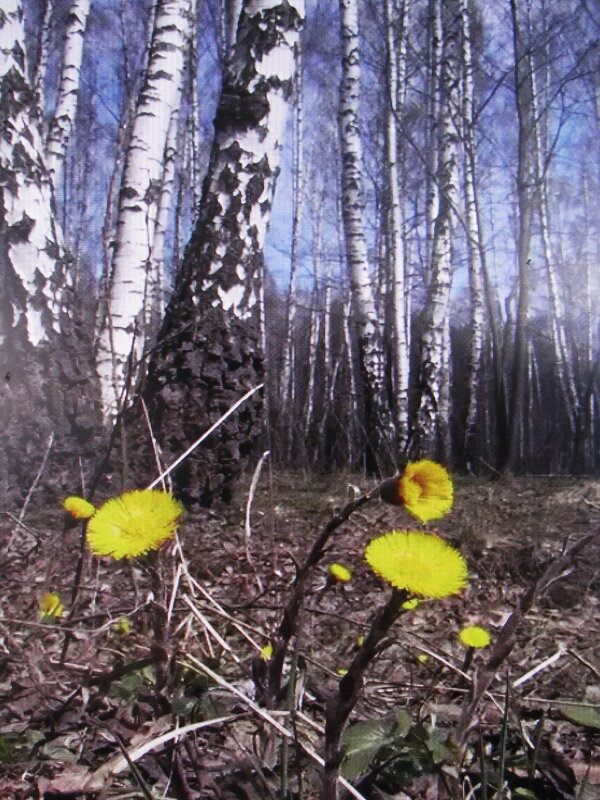 Красота марта - Людмила Смородинская Красота марта - Людмила Смородинская