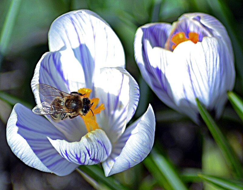 Весеннее настроение - Елена Весеннее настроение - Елена