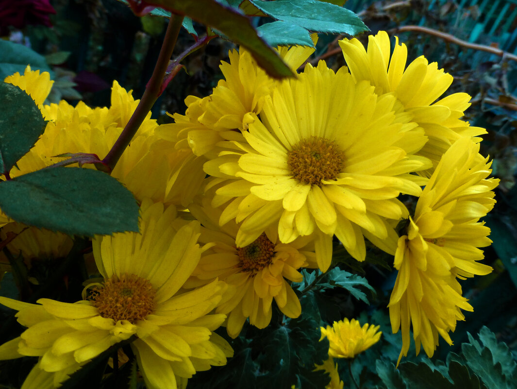 Жёлтые Хризантемы - Валентин Семчишин Жёлтые Хризантемы - Валентин Семчишин