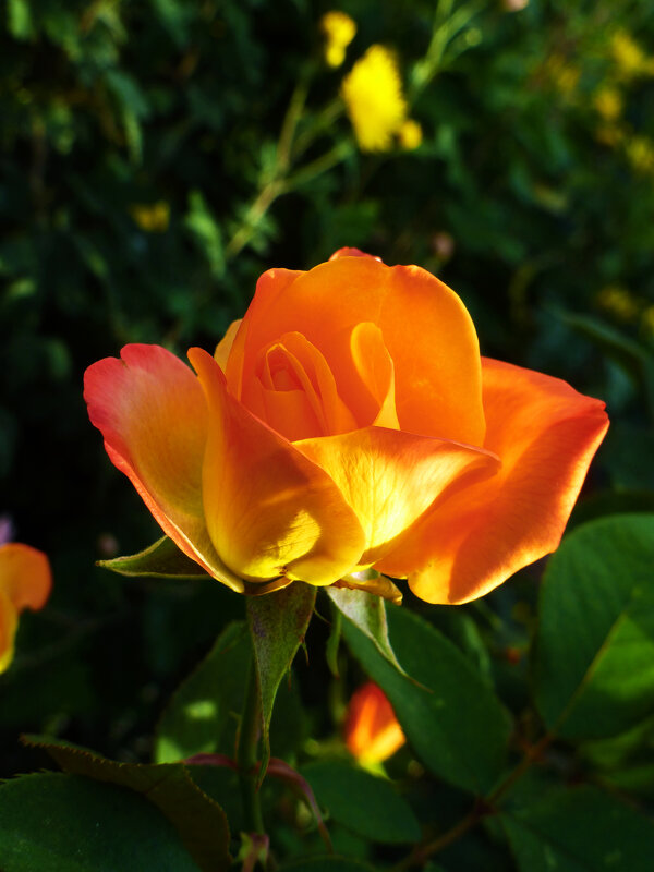 Цветок Флорибунда - Валентин Семчишин Цветок Флорибунда - Валентин Семчишин