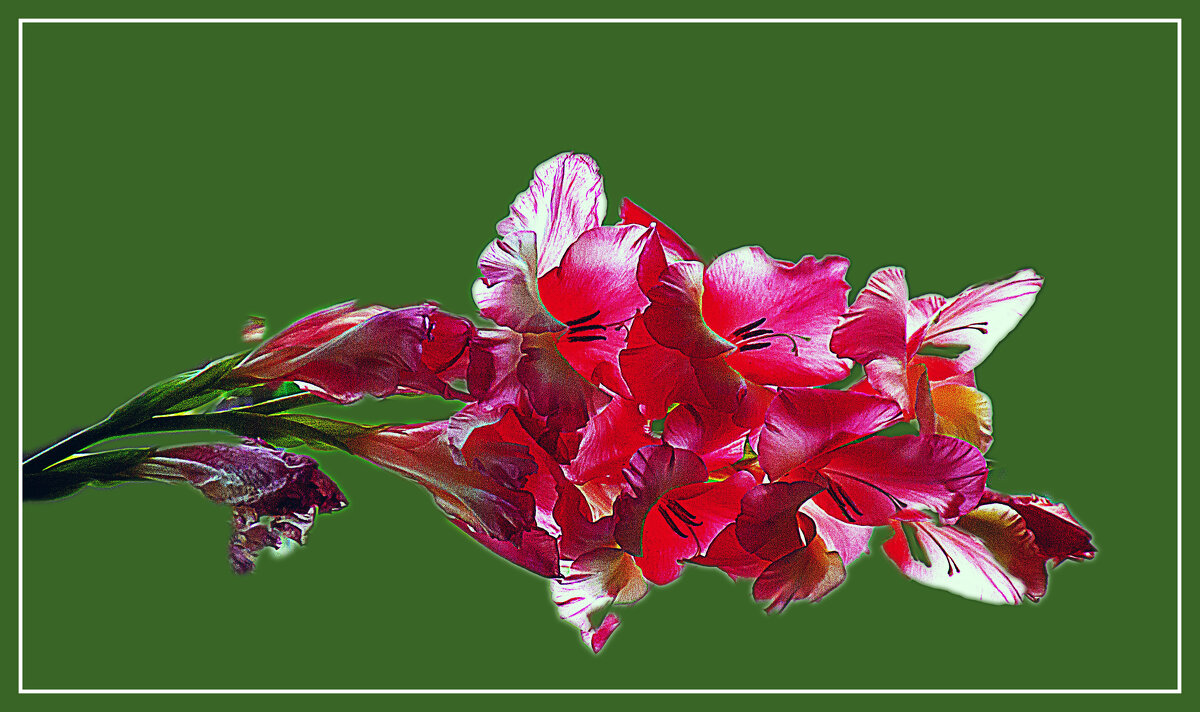 Гладиолус - Владимир Кроливец Гладиолус - Владимир Кроливец