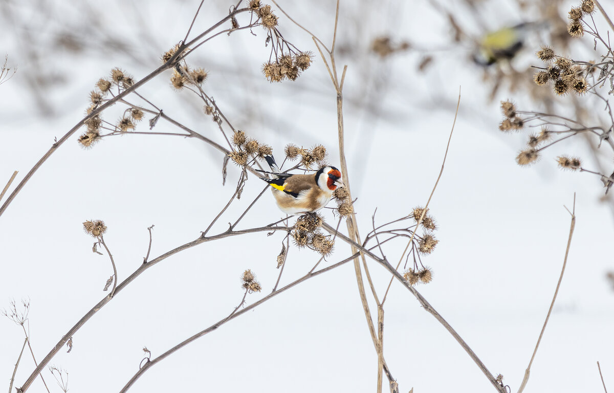 щегол. - юрий макаров щегол. - юрий макаров