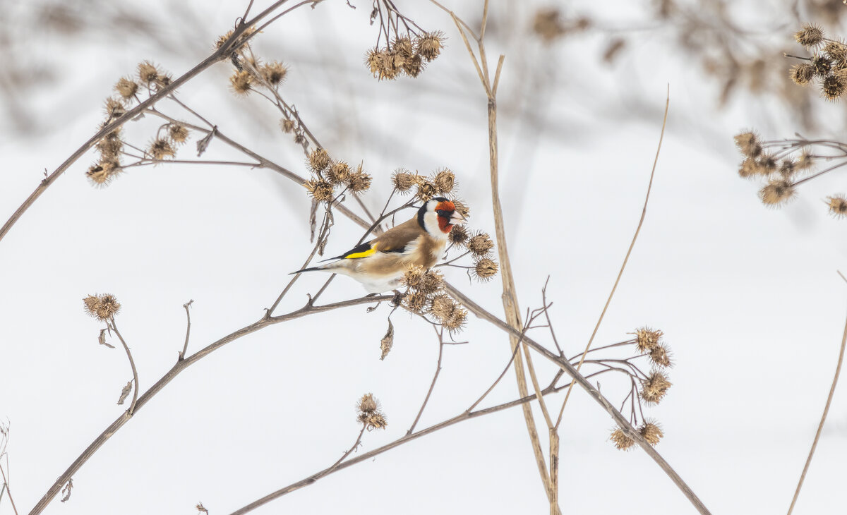 щегол. - юрий макаров щегол. - юрий макаров