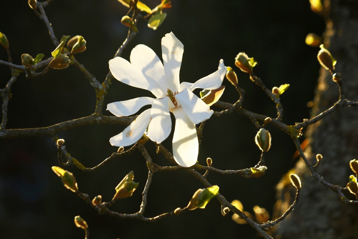 А за окном, понимаешь, весна за окном - Юрий. Шмаков