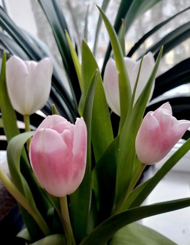 *** - Валентина Береснева *** - Валентина Береснева