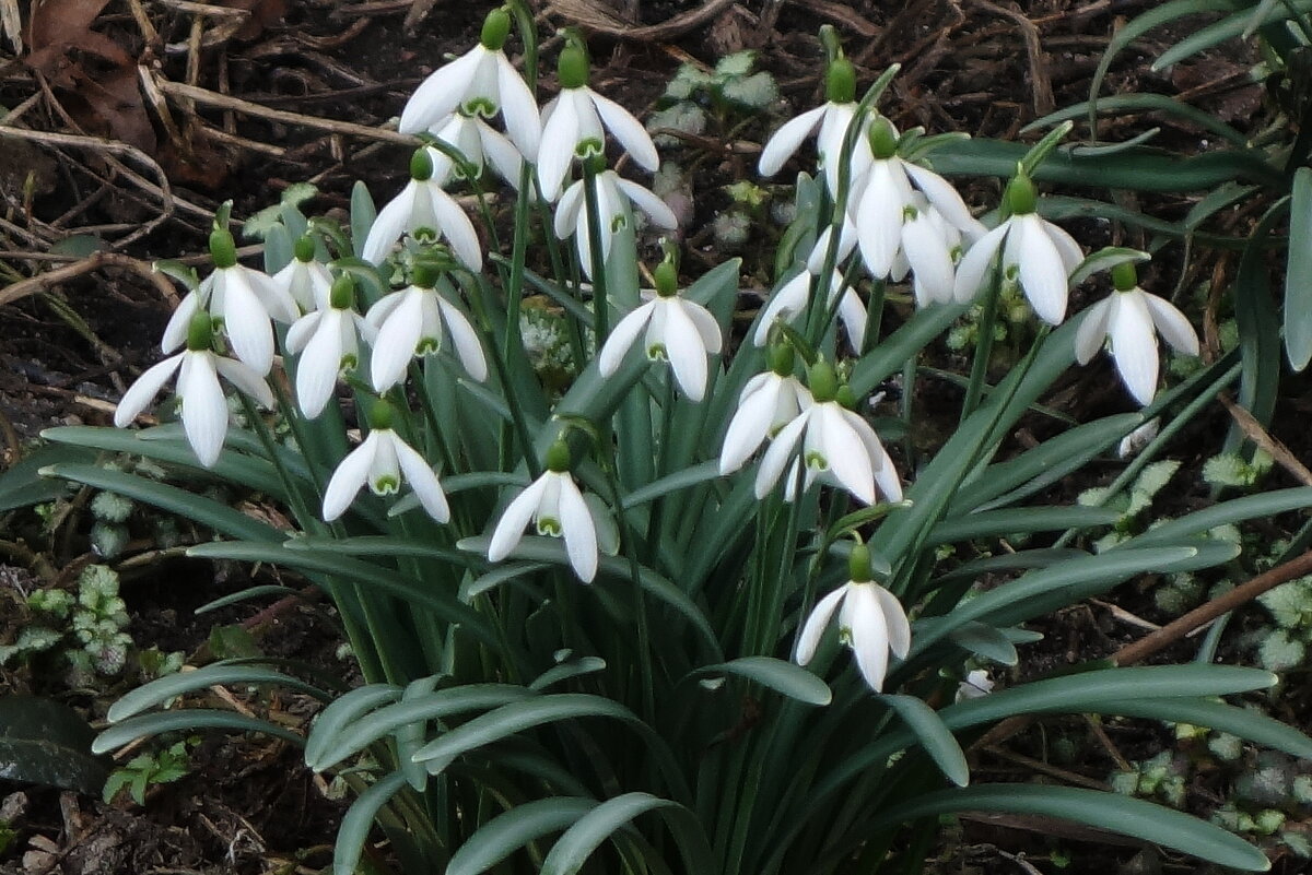 Подснежники - Рита Симонова Подснежники - Рита Симонова