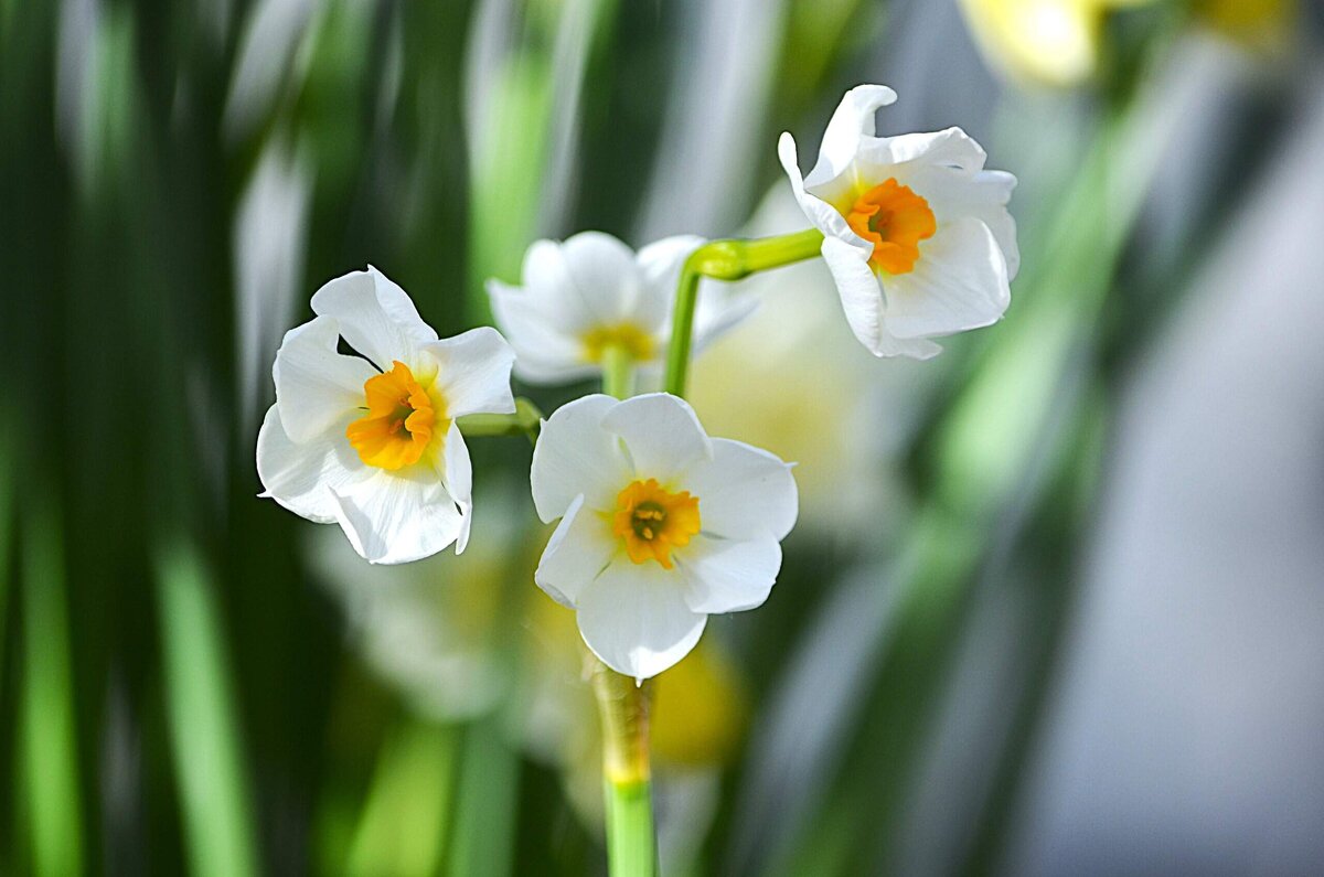 Репетиция весны - Татьяна Тюменка