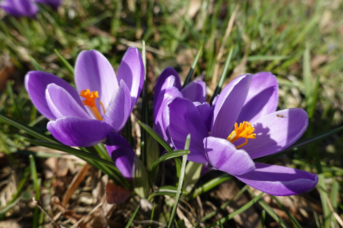Живет повсюду красота   В любом цветке, в любой травинке, ... - Галина 