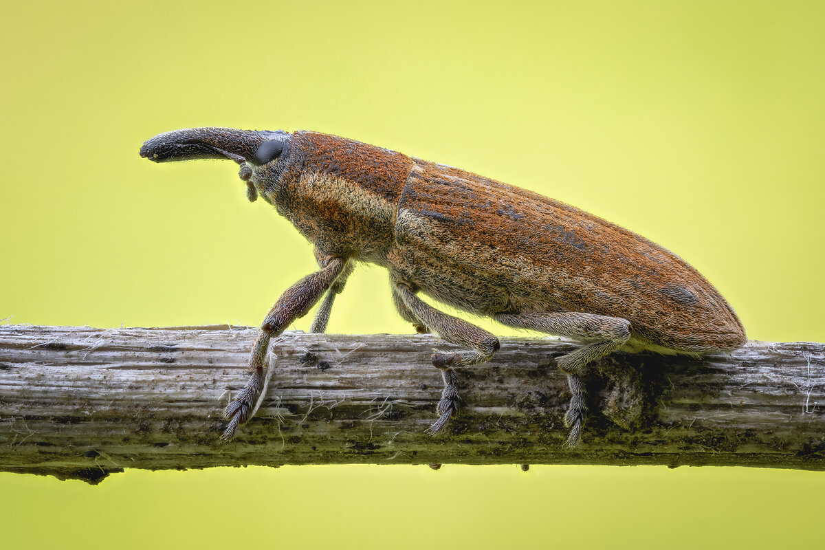 Жук-долгоносик. - Александр Григорьев Жук-долгоносик. - Александр Григорьев