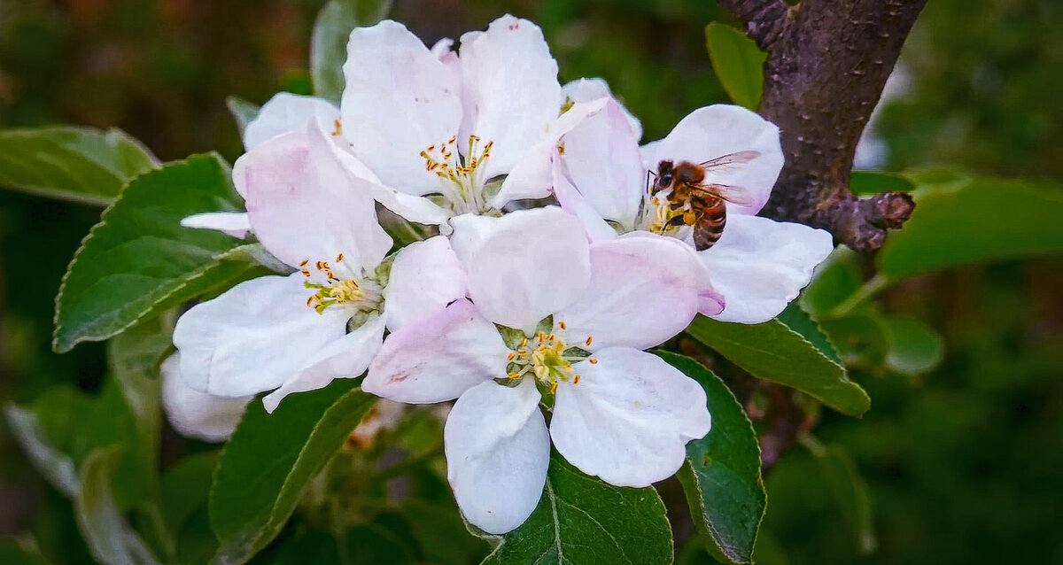 *** - Aleksey Afonin