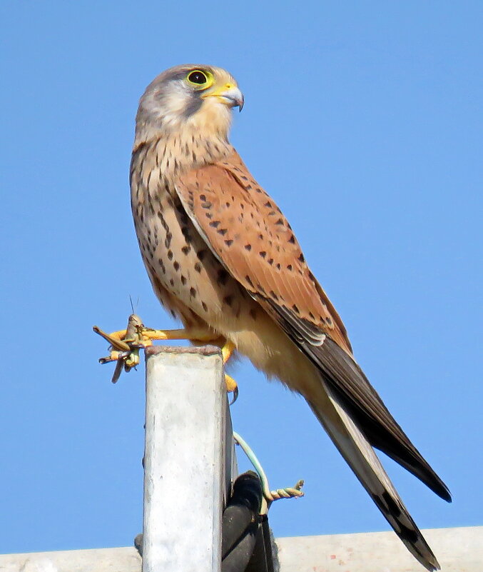 А на десерт можно и кузнечика)) - Николай Волков А на десерт можно и кузнечика)) - Николай Волков