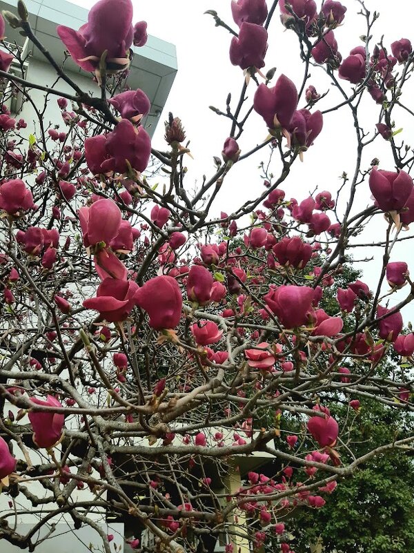 Магнолия Суланжа. Сочи - Tata Wolf