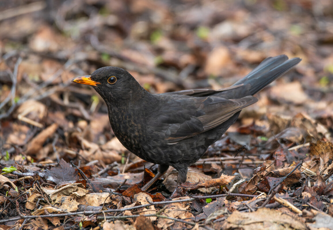 Чёрный дрозд — невозможный красавчик! - Дарья Меркулова Чёрный дрозд — невозможный красавчик! - Дарья Меркулова