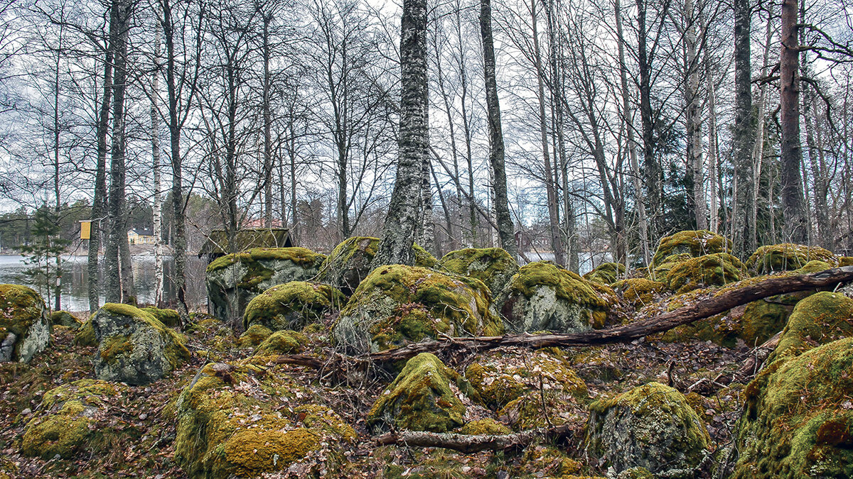 Лес с очень ценным лечебным мхом - Alexandеr P