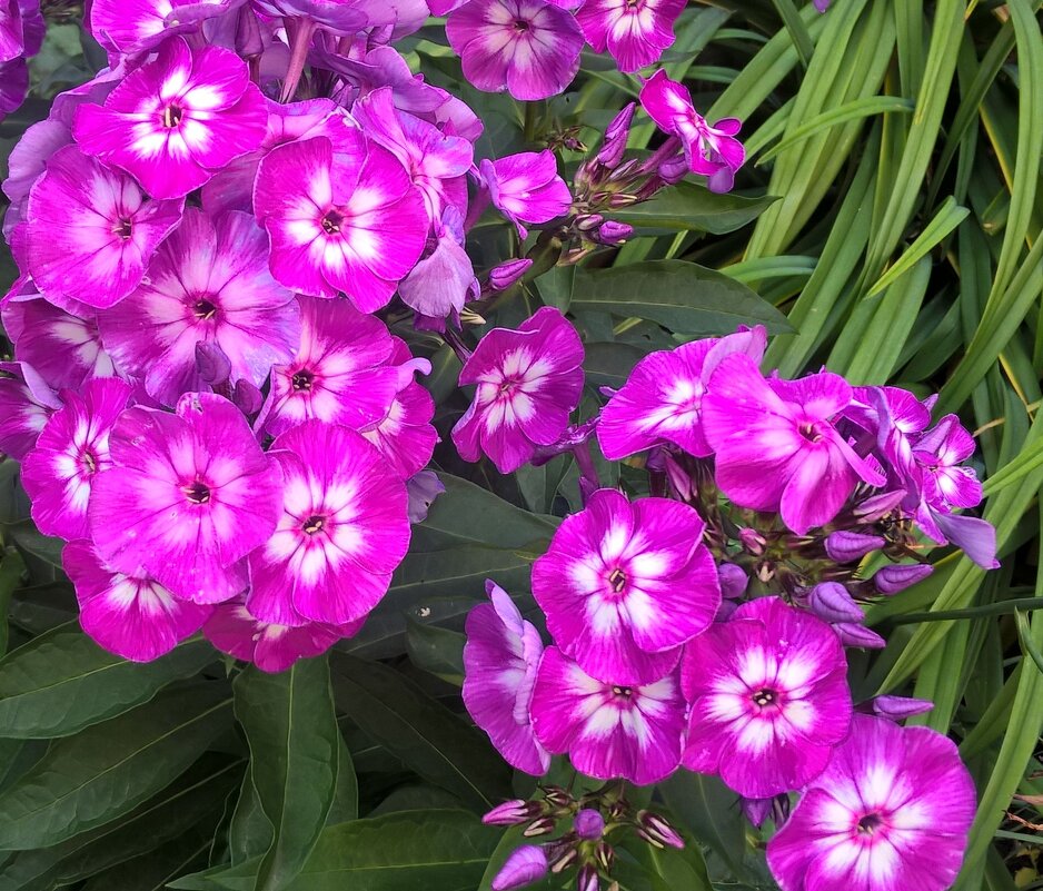 Летнее - Елена Семигина Летнее - Елена Семигина