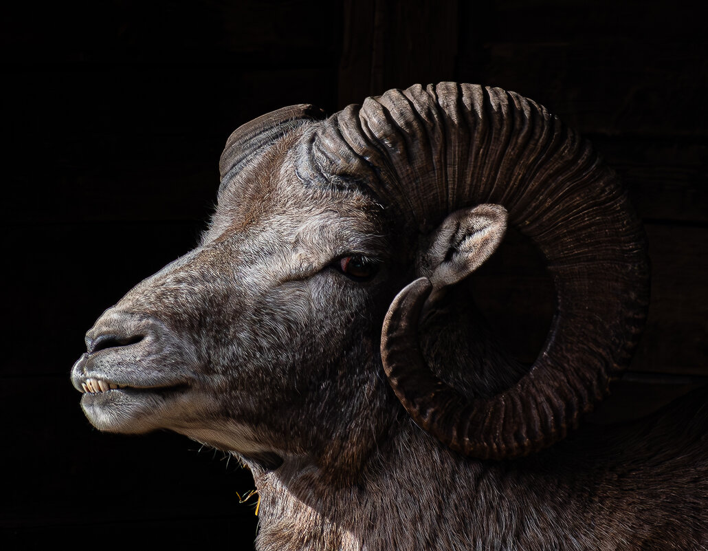 Новосибирский зоопарк имени Р.А. Шило - Михаил Измайлов