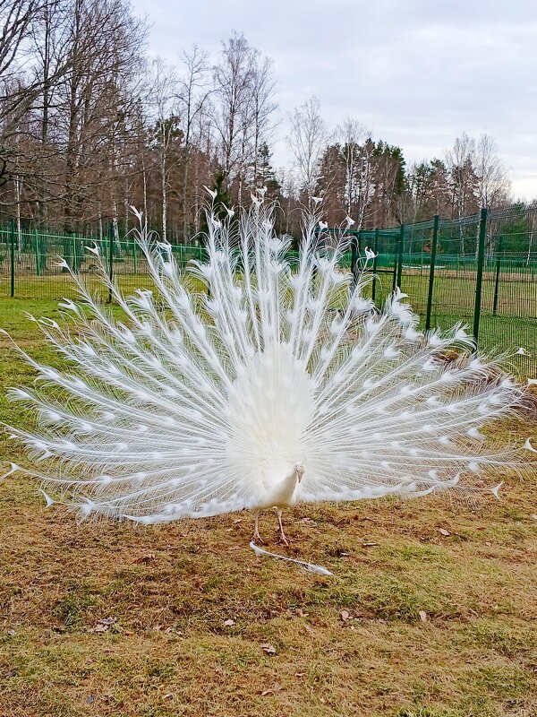 Пёрышко потерял... - Лия ☼ Пёрышко потерял... - Лия ☼