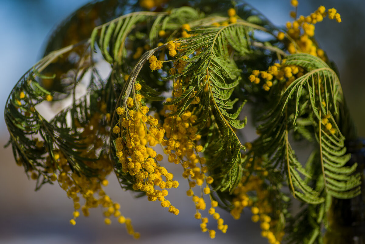 Запах Весны.... - Sergey (Apg)