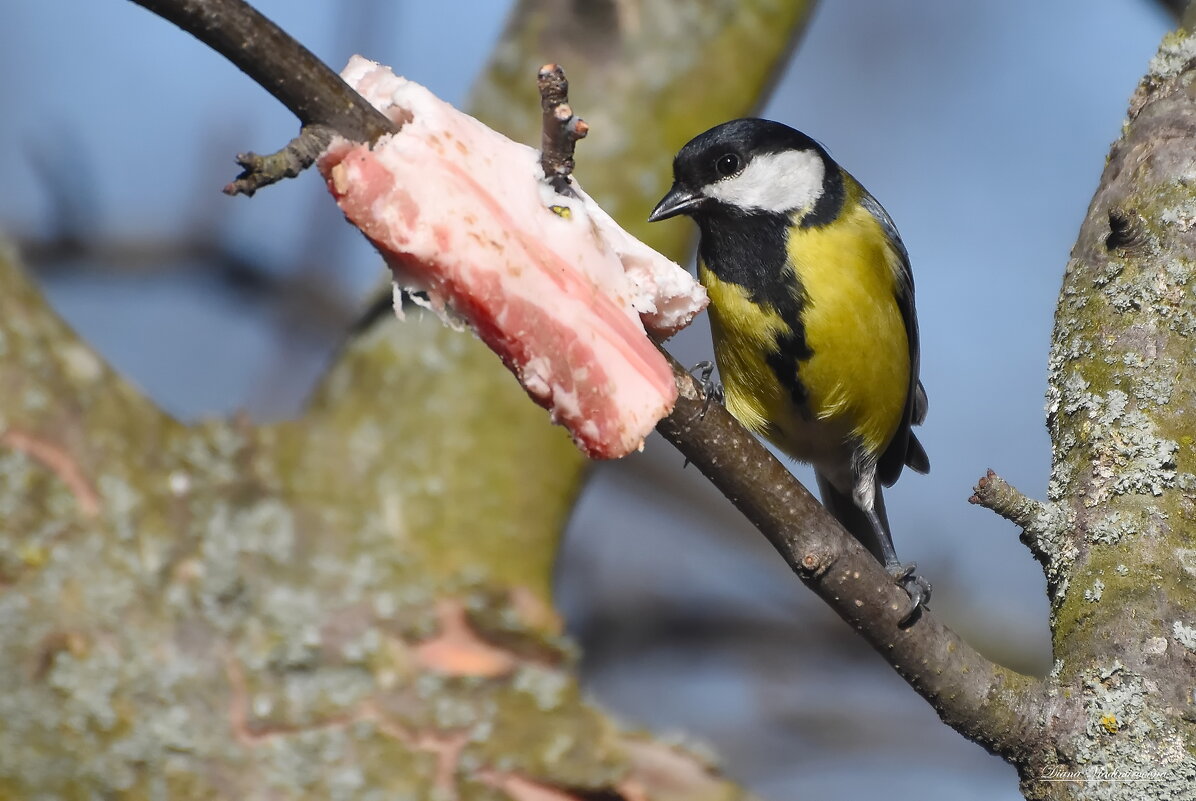 ПРИЯТНОГО АППЕТИТА! - DianaVladimirovna 