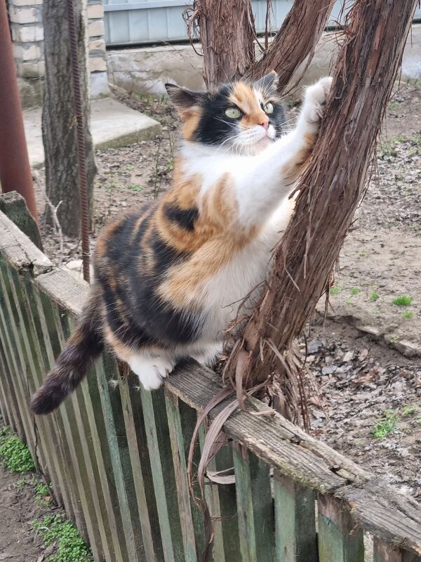 Точить коготки - дело серьезное... - Наталья 